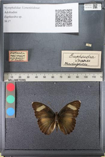 Media type: image;   Entomology 142792